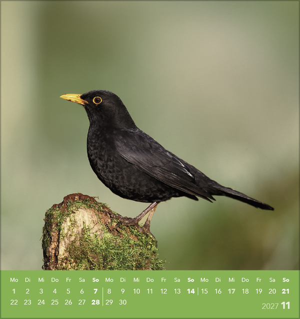 V&ouml;gel unserer Heimat 2027, Innenansicht #11