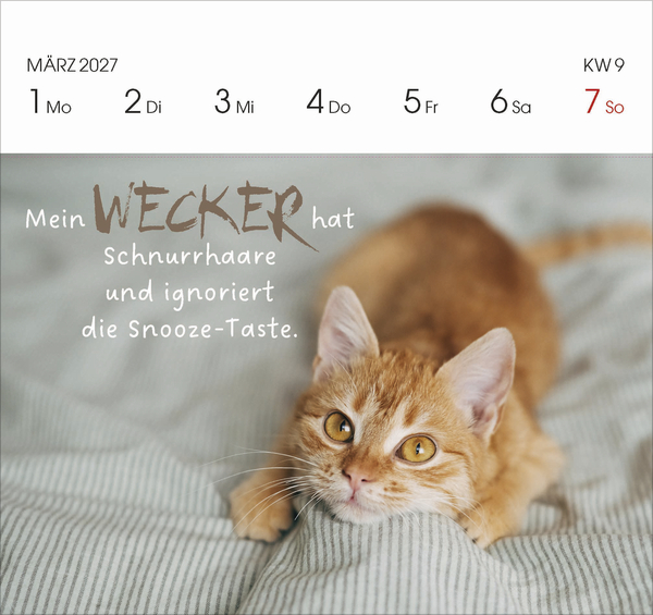 Katzen 2027, Innenansicht #2
