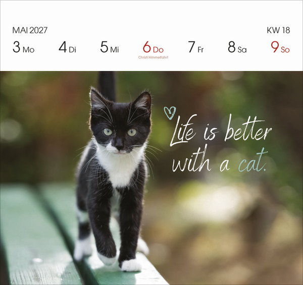 Katzen 2027, Innenansicht #6