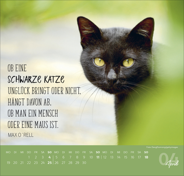 Live, Love, Meow 2027, Innenansicht #4