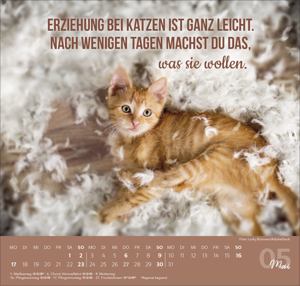 Live, Love, Meow 2027, Innenansicht #5