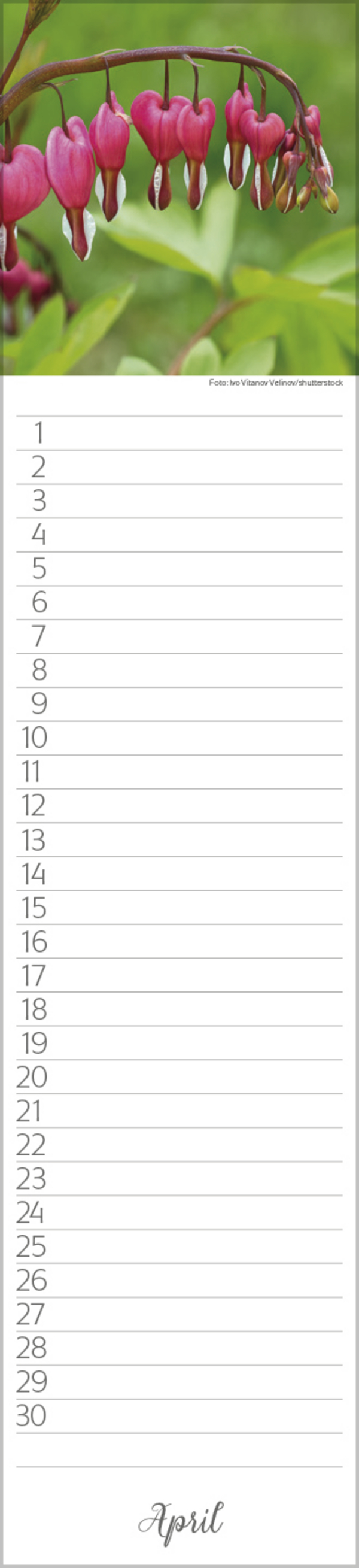 Geburtstags-LP Natur Pur, Innenansicht #4