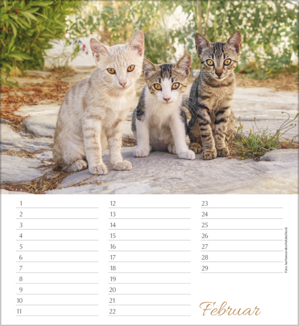 Geburtstagskalender Katzen, Innenansicht #2