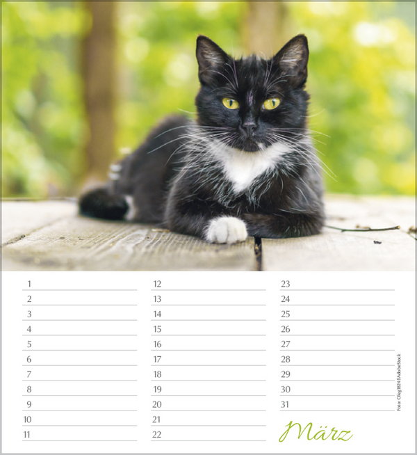 Geburtstagskalender Katzen, Innenansicht #3