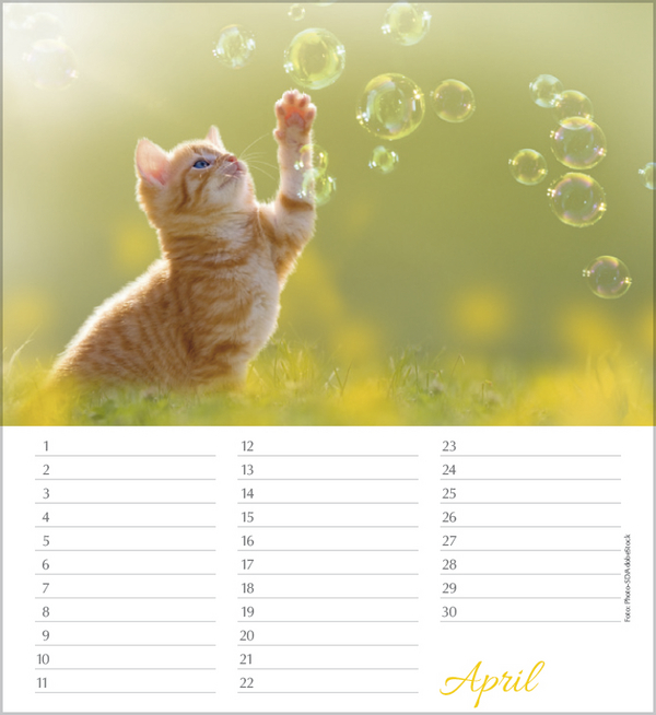 Geburtstagskalender Katzen, Innenansicht #4