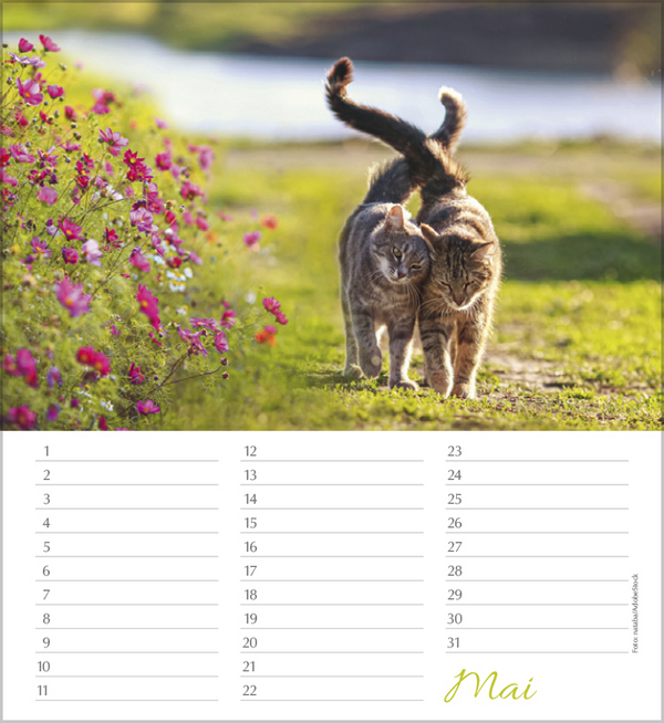 Geburtstagskalender Katzen, Innenansicht #5