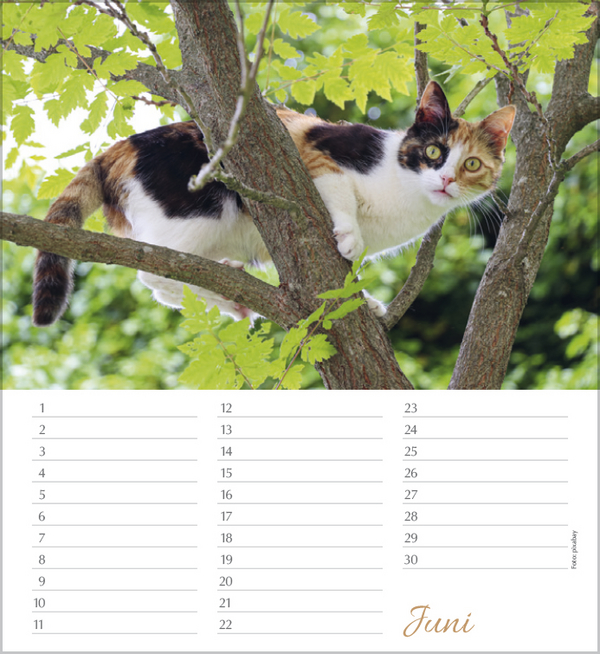 Geburtstagskalender Katzen, Innenansicht #6