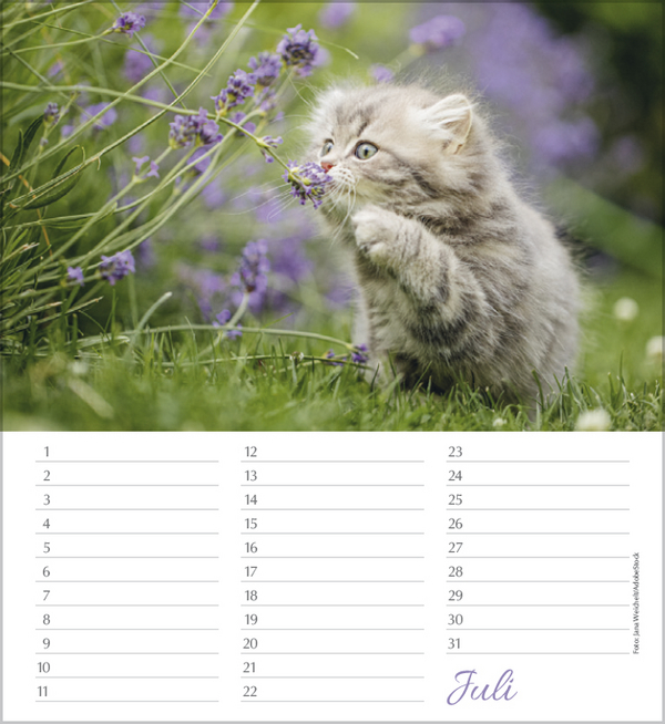 Geburtstagskalender Katzen, Innenansicht #7
