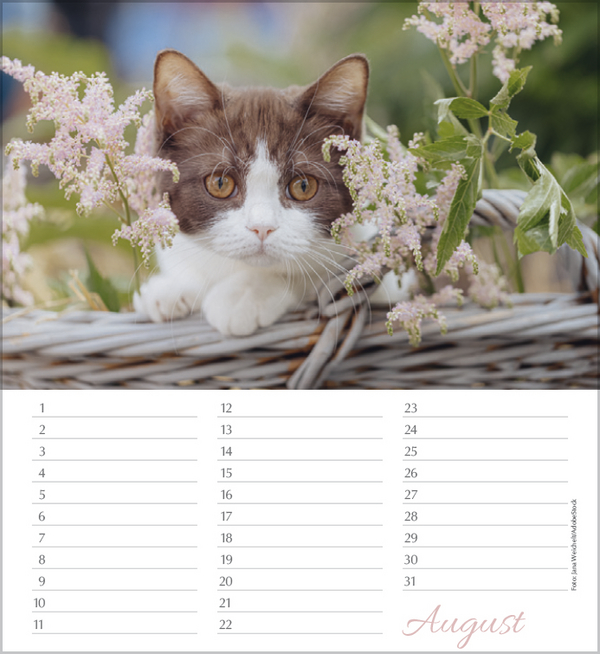 Geburtstagskalender Katzen, Innenansicht #8