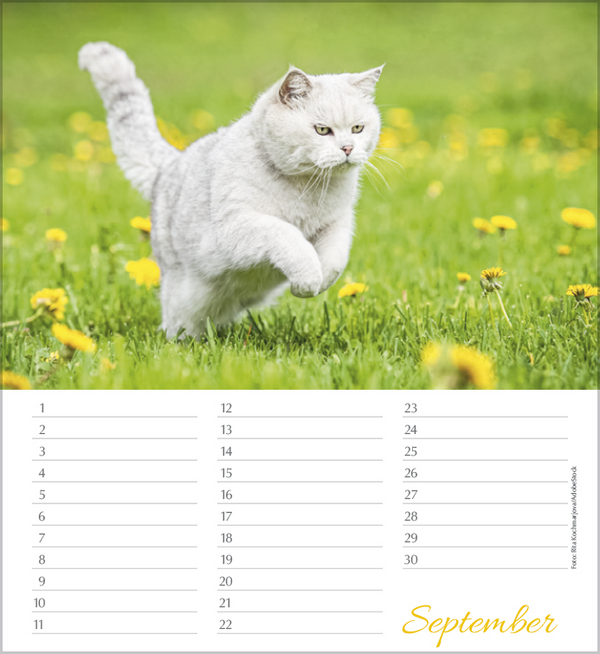Geburtstagskalender Katzen, Innenansicht #9