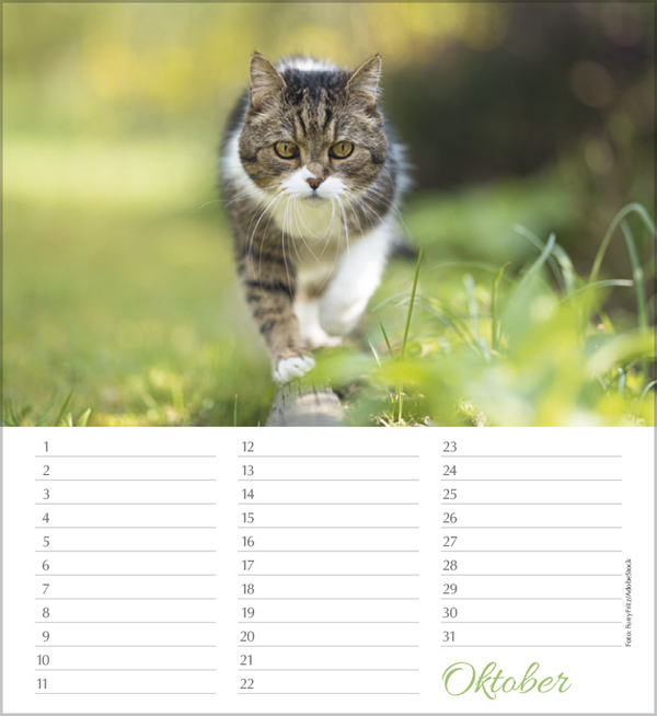 Geburtstagskalender Katzen, Innenansicht #10