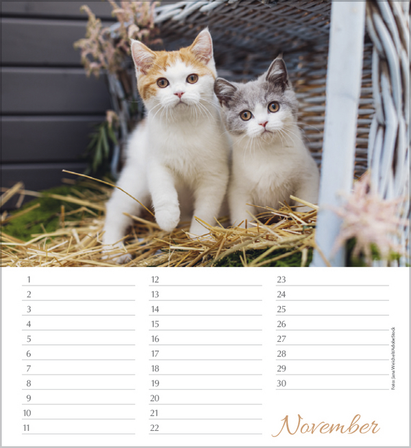 Geburtstagskalender Katzen, Innenansicht #11