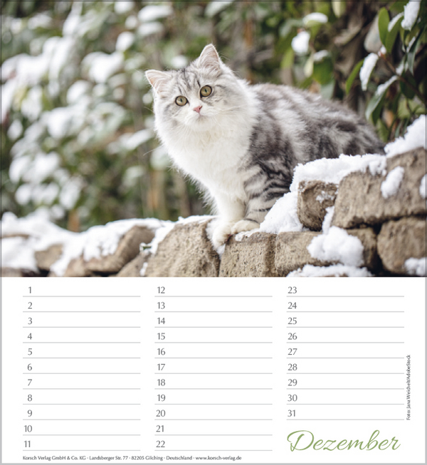 Geburtstagskalender Katzen, Innenansicht #12